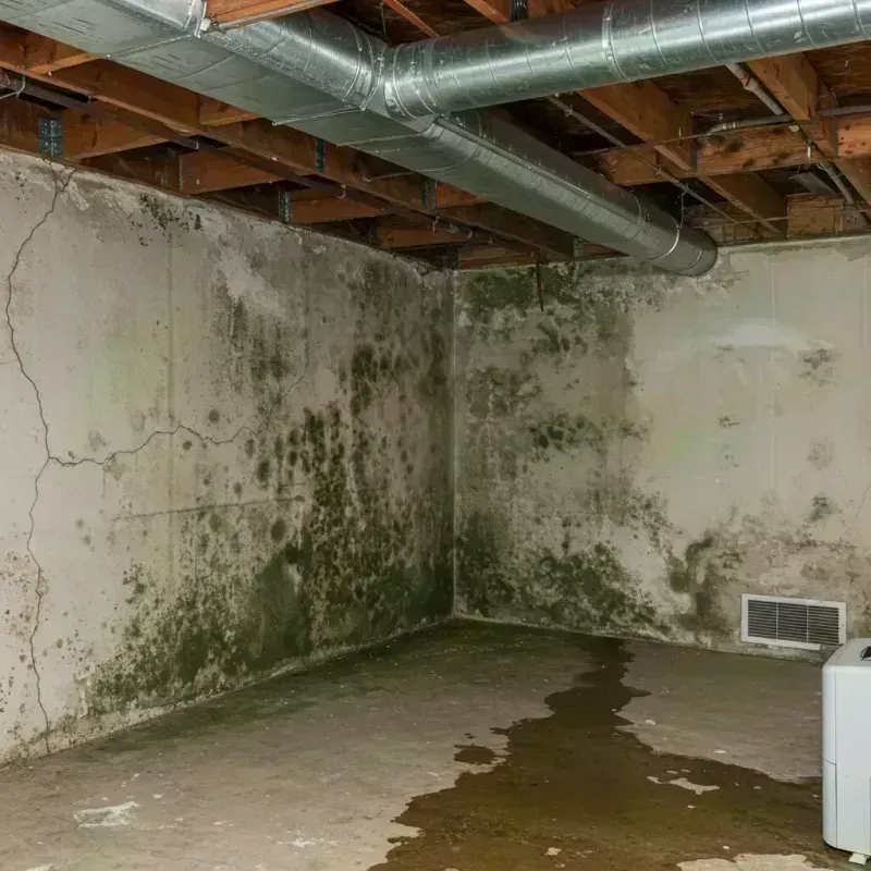 Professional Mold Removal in Woodmoor, CO